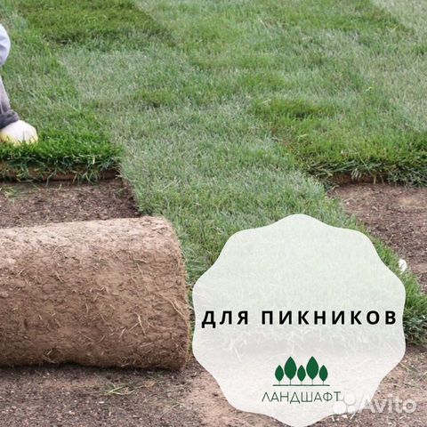 Элитный газон из питомника для эффектного участка