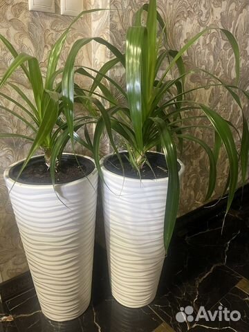 Комнатный цветок панданус
