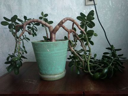 Толстянка(живое дерево)