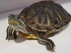 Продаём черепаху красноухая в размере 20см