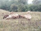 Овцы эдильбаевские объявление продам