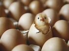 Инкубация яиц объявление продам