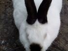 Калифорнийская порода кроликов объявление продам
