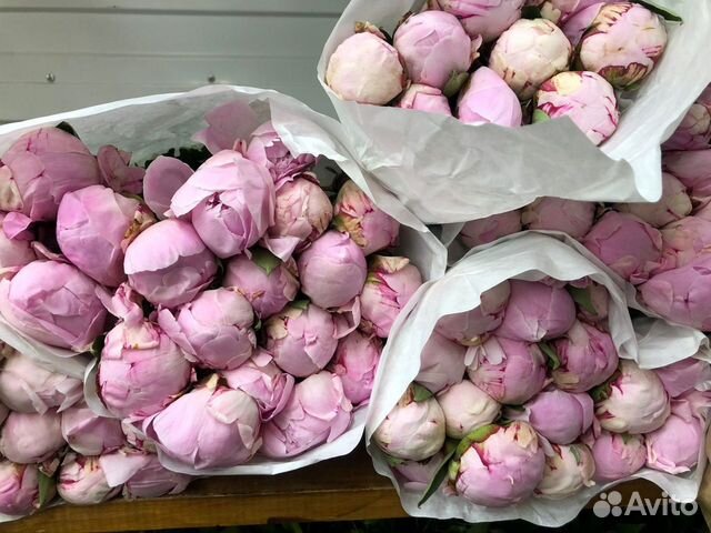 Пионы Голландии опт/розница в Краснодаре