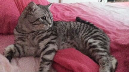 Шотландец кот вязка