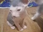Котёнок сфинкс объявление продам