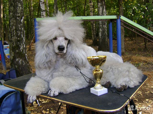 Пудель малый серебристый фото