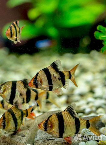 Аквариумные рыбки барбусы и данио