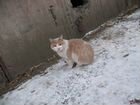 Рыжий кот ищет хозяина объявление продам