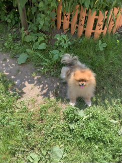 Гостевая передержка животных