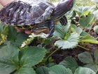 Красноухая морская черепаха ищет дом объявление продам