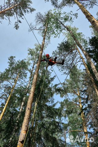 Валка частями, Спилить дерево, Расчистка участка