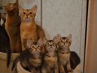 Абиссинские котята метисы объявление продам
