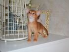 Абиссинские котята с родословной объявление продам