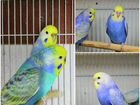 Волнистый попугай Радужный объявление продам