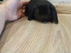 Карликовые кролики Minilop объявление продам