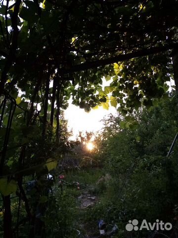 Деревья семена и саженцы