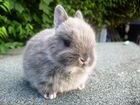 Кролики декоративные/карликовые объявление продам