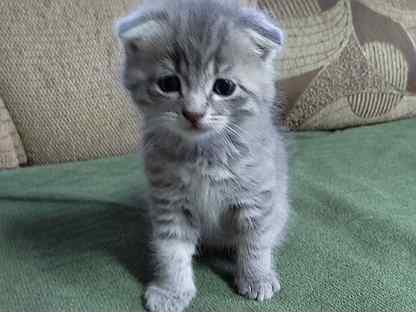 Авито ижевск шотландский котенок. Котята курск. Шотландская вислоухая кошка мраморная. Авито ижевск шотландский котенок. Котята в добрые руки в стерлитамаке.