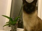 Сиамская (тайская) кошка объявление продам