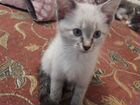 Балинез котенок объявление продам