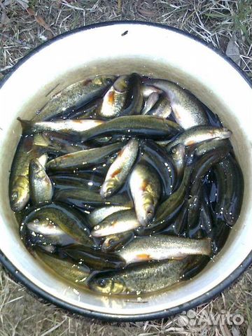 Живец гальян