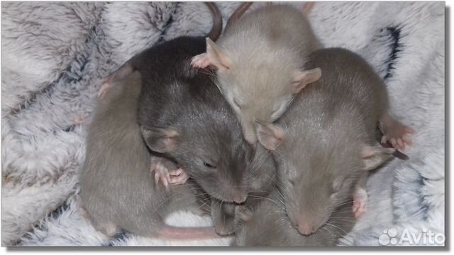 Крысята Дамбо. Крысы перломутровые. Питомник