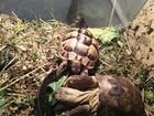 Черепаха самец с террариумом