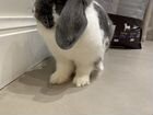 Кролик баран вислоухий объявление продам