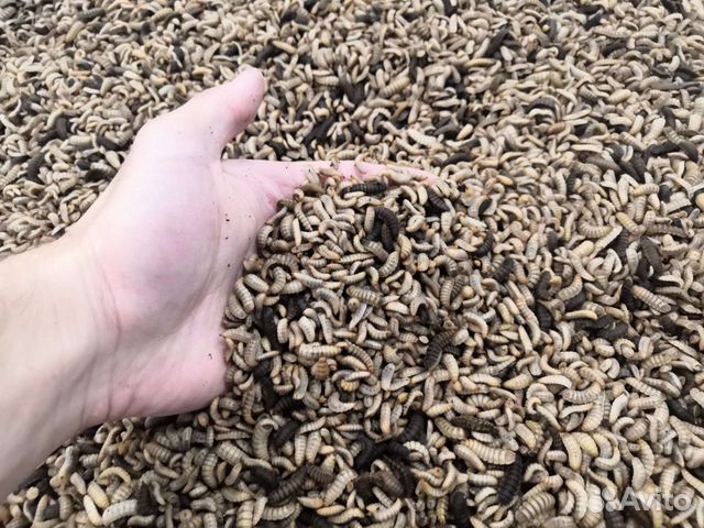 Личинка черной львинки