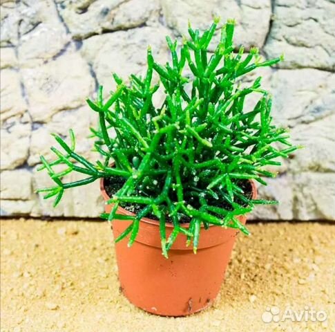 Хатиора (рипсалис)