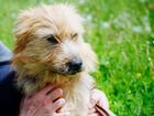 Метис терьера, солнечная собака в добрые руки