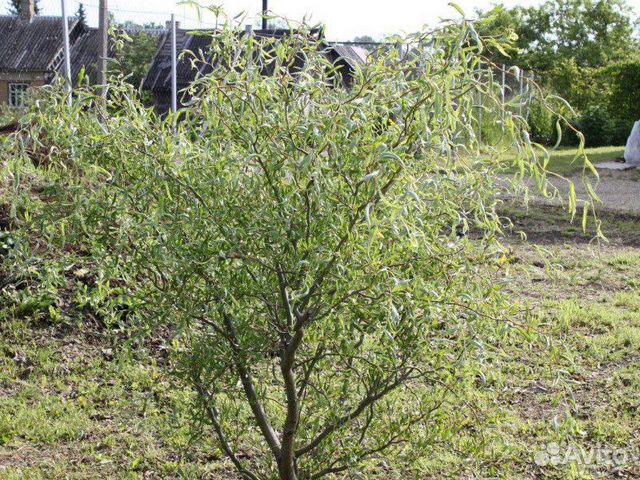 Ива Свердловская извилистая