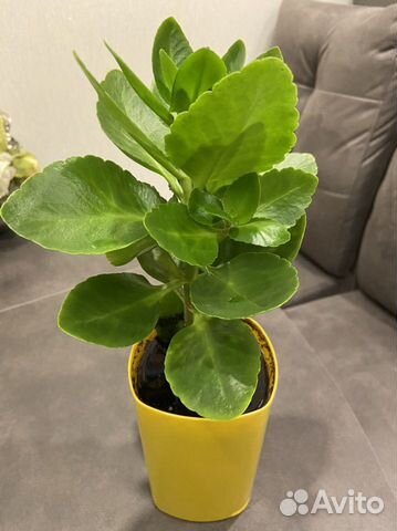 Комнатные цветы, разные