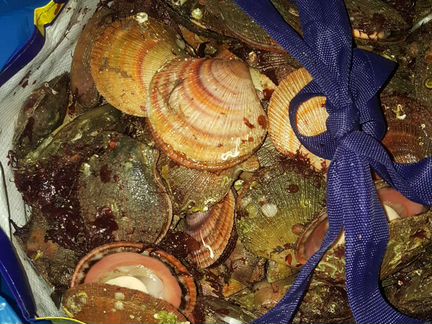 Гребешок в раковине