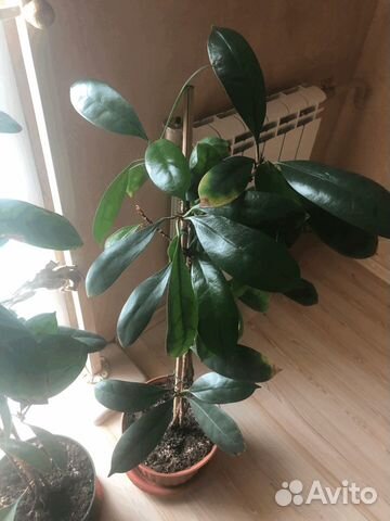 Комнатные цветы