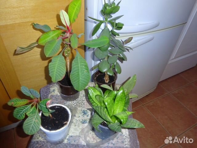 Денежное дерево. Сансевиерия Ханна