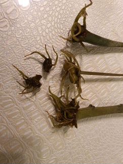 Клубни замиокулькаса (долларовое дерево)