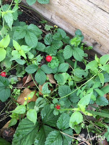 Дюшенея индийская