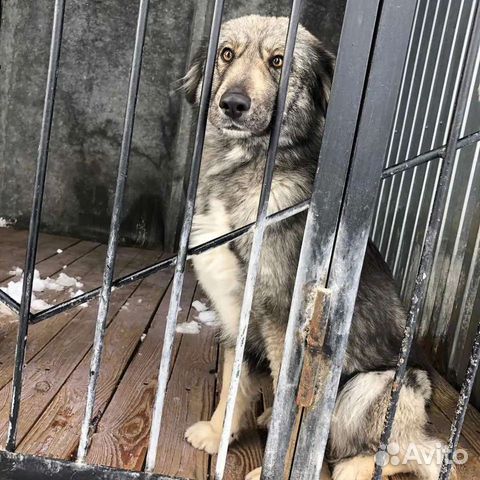 Собака ищет лучший дом на свете