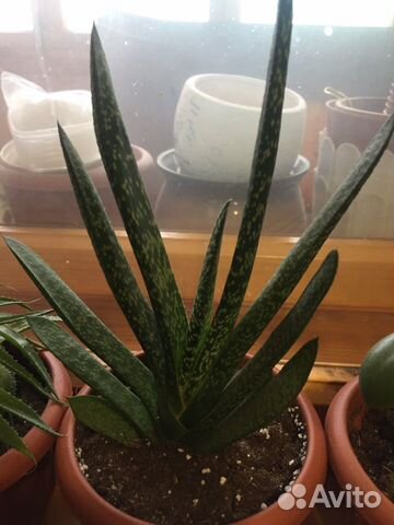 Суккуленты