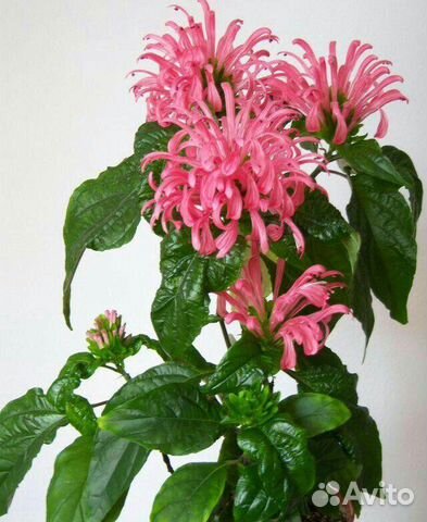 Цветущие комнатные