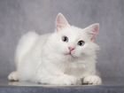 Илюша милый белый ангорский котик