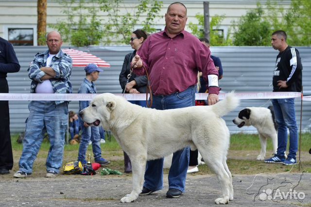 Передержка животных