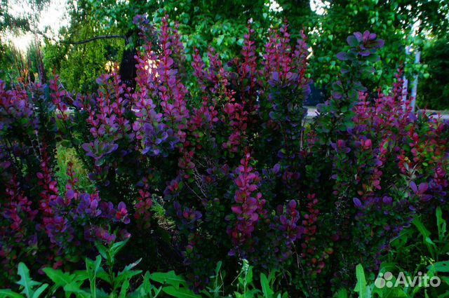 Барбарис тунберга