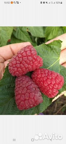 Малина сортовя