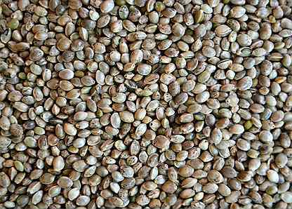 Конопляные семена купить в челябинске купит грунт для конопли