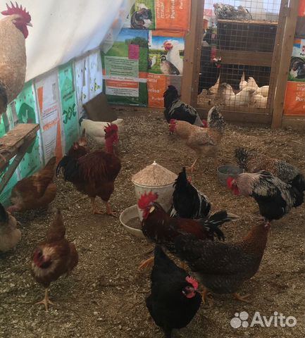 Инкубационное яйцо породистых кур