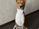 Собака породы басенджи объявление продам