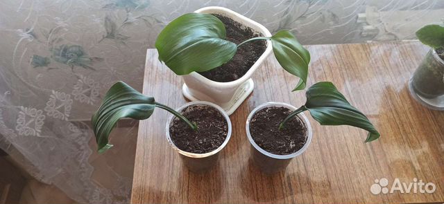 Традесканция